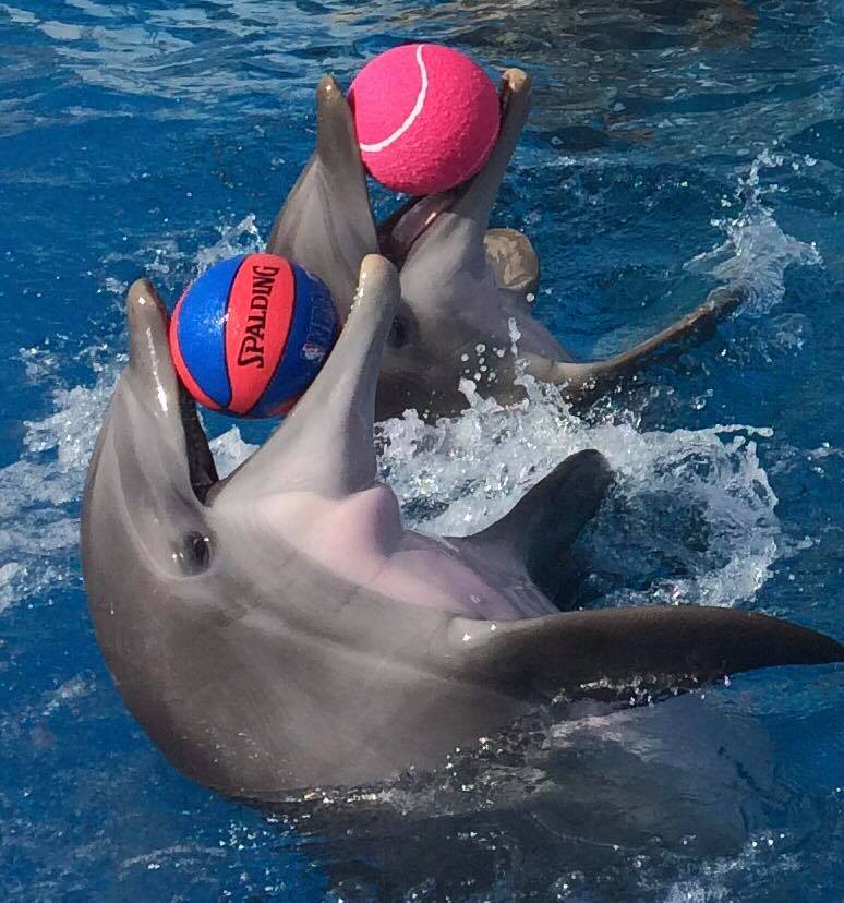 Captain derek’s dolphin adventure coupon