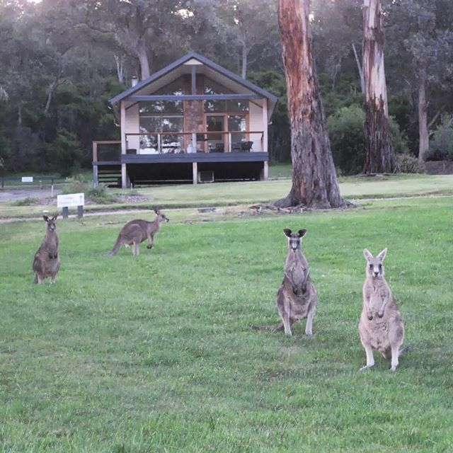 everycountryint's tweet image. Photo of the Day: Kangaroos near @ChateauYering in Australia. The best country hotel I've stayed there so far. 

Have you been to Australia? Tip: Low-cost flights from Asia to Australia with @AirAsia @flyscoot 

#POTD #travel #Australia