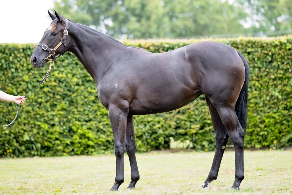 DarleyStallions's tweet photo. 14 #DarleyStallions are represented by 80 yearlings catalogued in the 2018 New Zealand @KarakaChat sale which starts today! Here is some cracking progeny by #Iffraaj #BrazenBeau #ShootingToWin and #HallowedCrown #DarleyatKaraka #TheSprinter #TheMiler #TheGuineasHorse 🇦🇺 https://t.co/HJgFoJ440I
