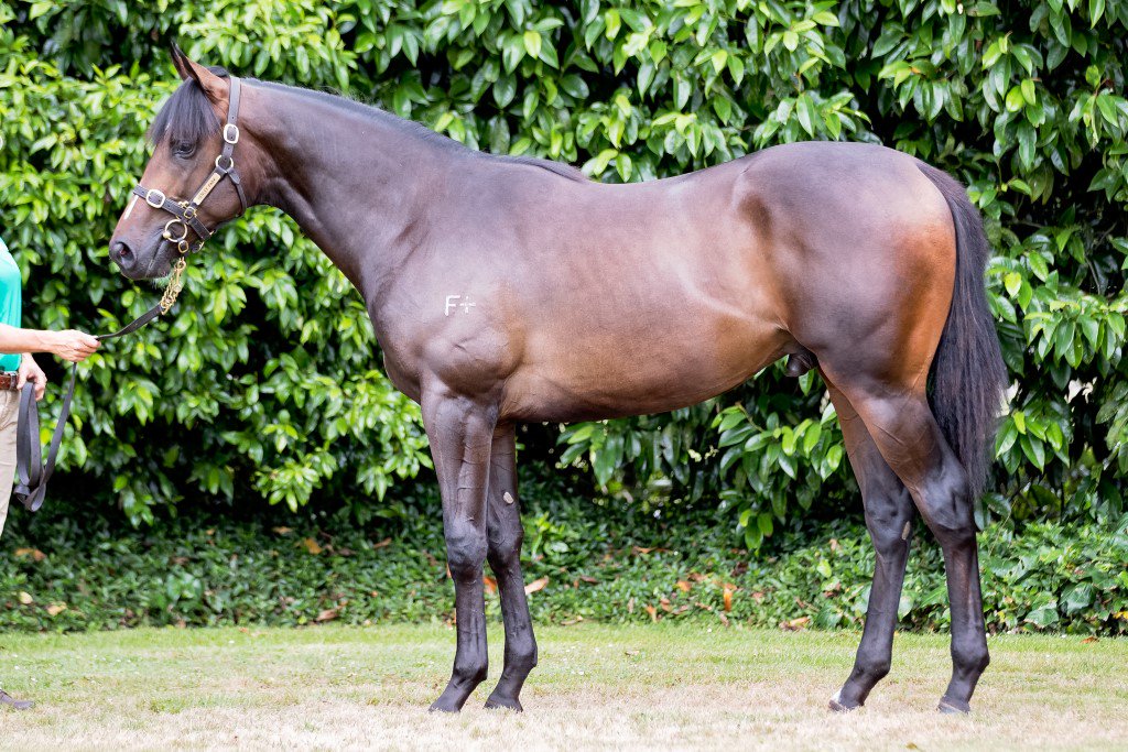 DarleyStallions's tweet photo. 14 #DarleyStallions are represented by 80 yearlings catalogued in the 2018 New Zealand @KarakaChat sale which starts today! Here is some cracking progeny by #Iffraaj #BrazenBeau #ShootingToWin and #HallowedCrown #DarleyatKaraka #TheSprinter #TheMiler #TheGuineasHorse 🇦🇺 https://t.co/HJgFoJ440I
