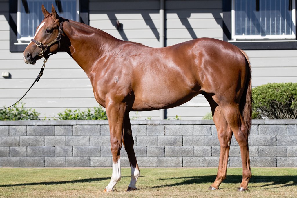 DarleyStallions's tweet photo. 14 #DarleyStallions are represented by 80 yearlings catalogued in the 2018 New Zealand @KarakaChat sale which starts today! Here is some cracking progeny by #Iffraaj #BrazenBeau #ShootingToWin and #HallowedCrown #DarleyatKaraka #TheSprinter #TheMiler #TheGuineasHorse 🇦🇺 https://t.co/HJgFoJ440I