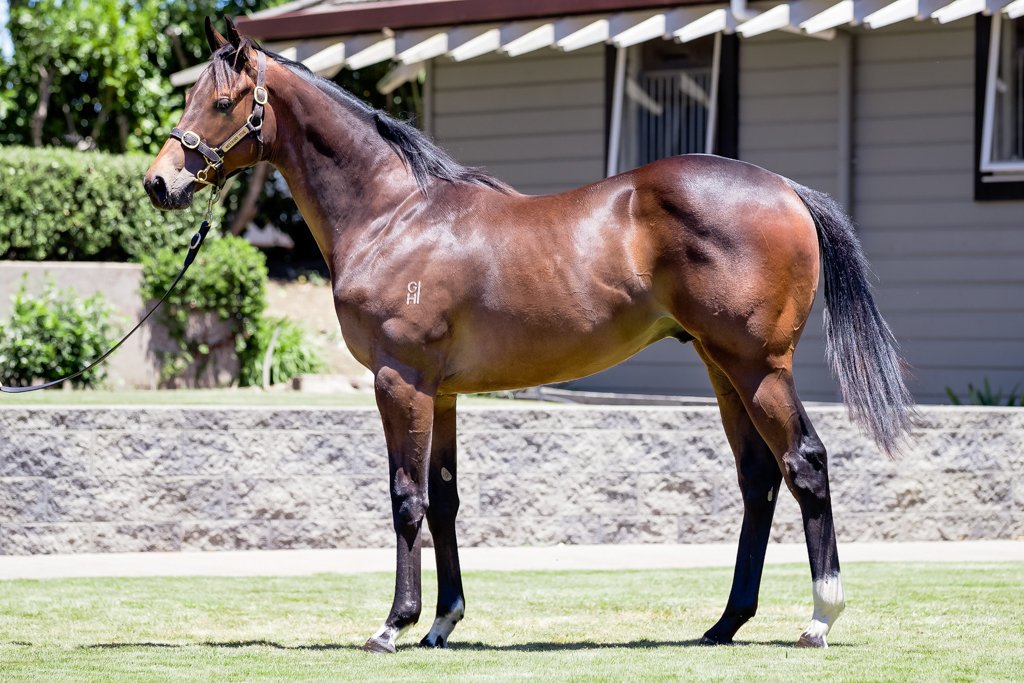 DarleyStallions's tweet photo. 14 #DarleyStallions are represented by 80 yearlings catalogued in the 2018 New Zealand @KarakaChat sale which starts today! Here is some cracking progeny by #Iffraaj #BrazenBeau #ShootingToWin and #HallowedCrown #DarleyatKaraka #TheSprinter #TheMiler #TheGuineasHorse 🇦🇺 https://t.co/HJgFoJ440I