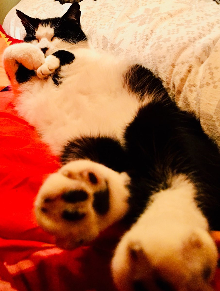 krisdeclercq's tweet photo. Chill out Saturday evening https://t.co/zllaEBD32n