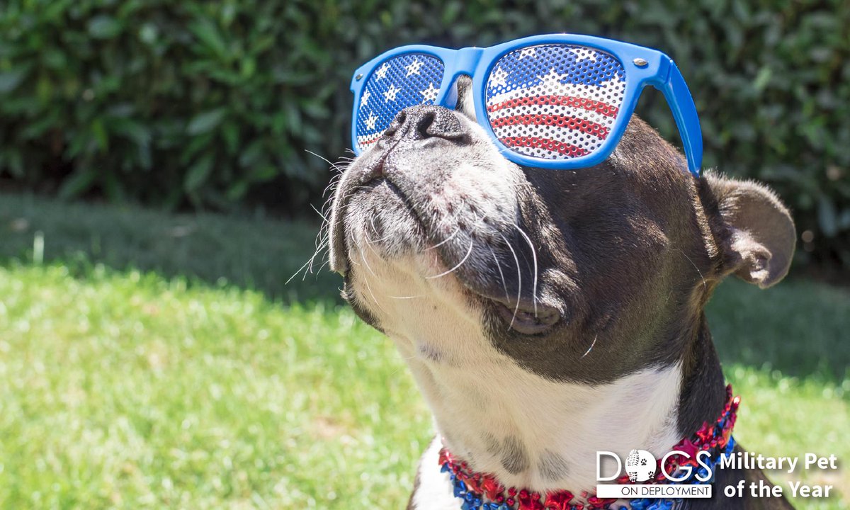 Dogs on Deployment tweet media