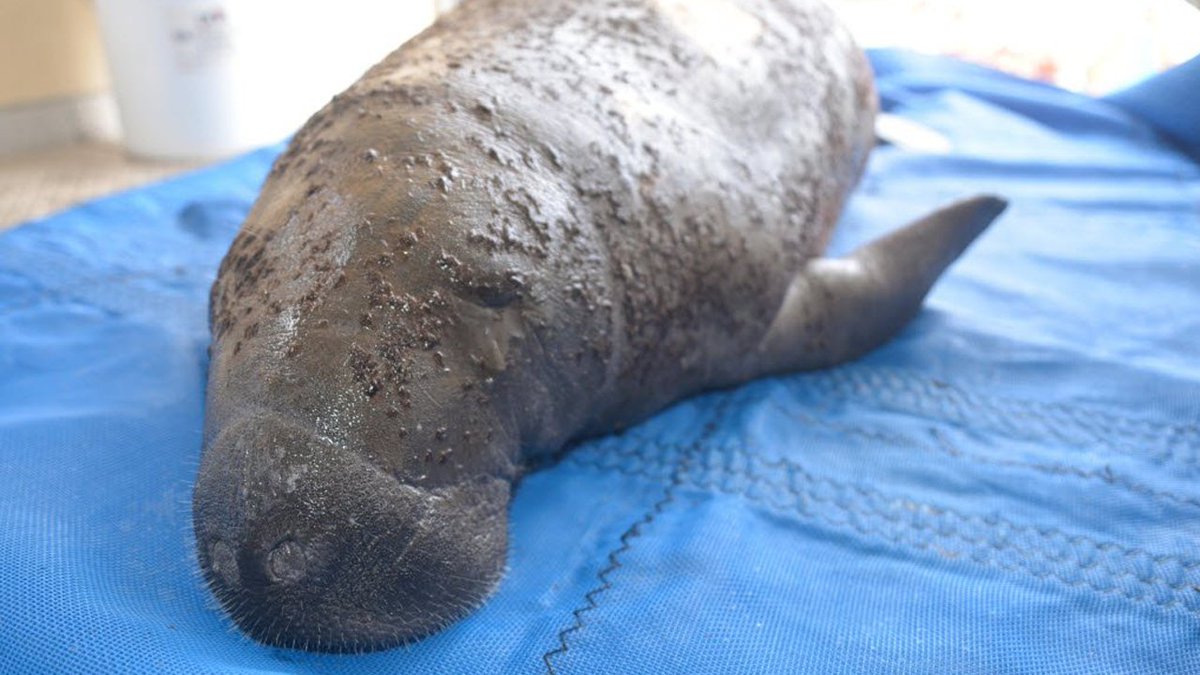 Sick baby manatee - dubbed Mr. Bubble - is rescued from Port Everglades bit.ly/2DPQ9bZ https://t.co/Iw6Rfom8xT