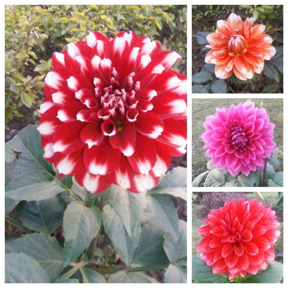 BP35Noida's tweet photo. Flower blossom at BP35 Noida
@BPCLRetail @PeethambarantT @RamanMalik02 @BPCLRetailMtr https://t.co/1pISyr7F0k