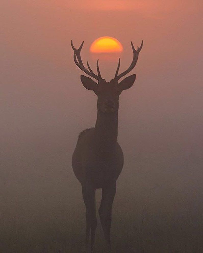 олень на фоне заката. олень солнце. олень в лесу на закате. олень с солнцем в рогах. солнце оленя.