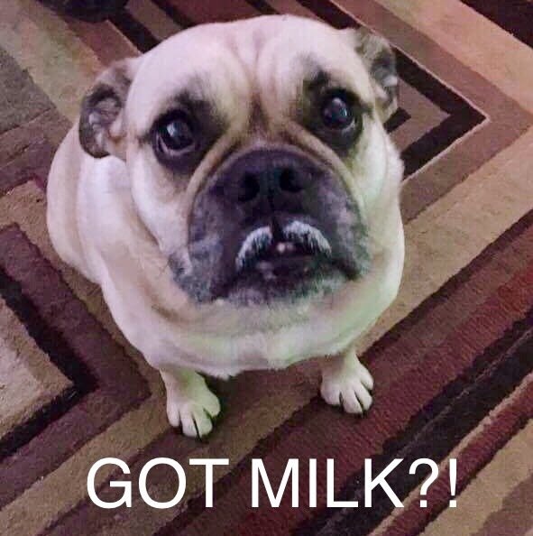 CherryWakeup's tweet photo. #QuestionsFromAnimals https://t.co/NxcOlTFVz5