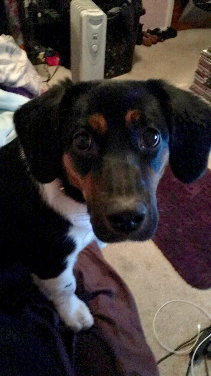 Stay_Inspired_'s tweet photo. 🗣I LOVE MY DOG🗣 https://t.co/kAMsTGXI3D