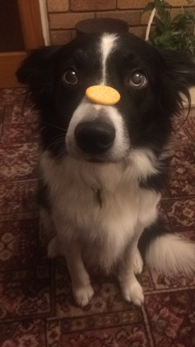 Fran_Sproston's tweet photo. His self control is unreal. Such a good boy😍 https://t.co/CPVNzKRmWM