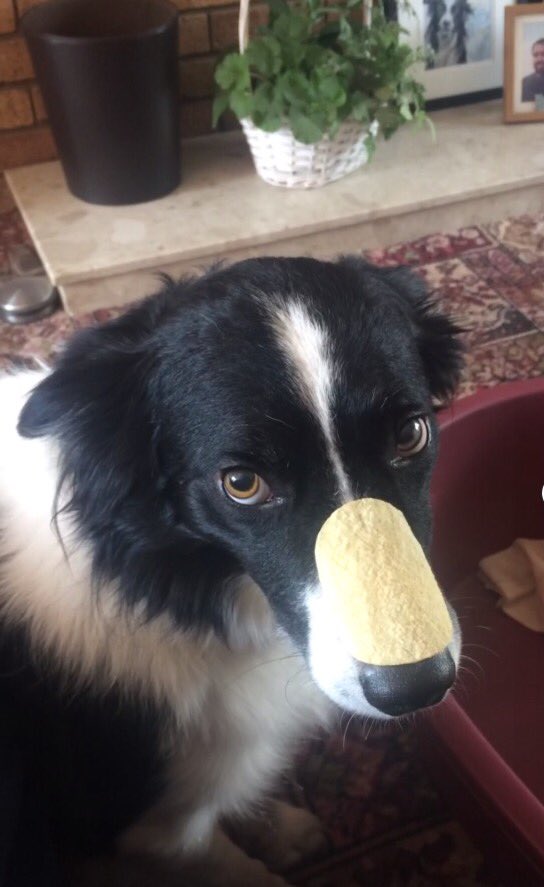 Fran_Sproston's tweet photo. His self control is unreal. Such a good boy😍 https://t.co/CPVNzKRmWM