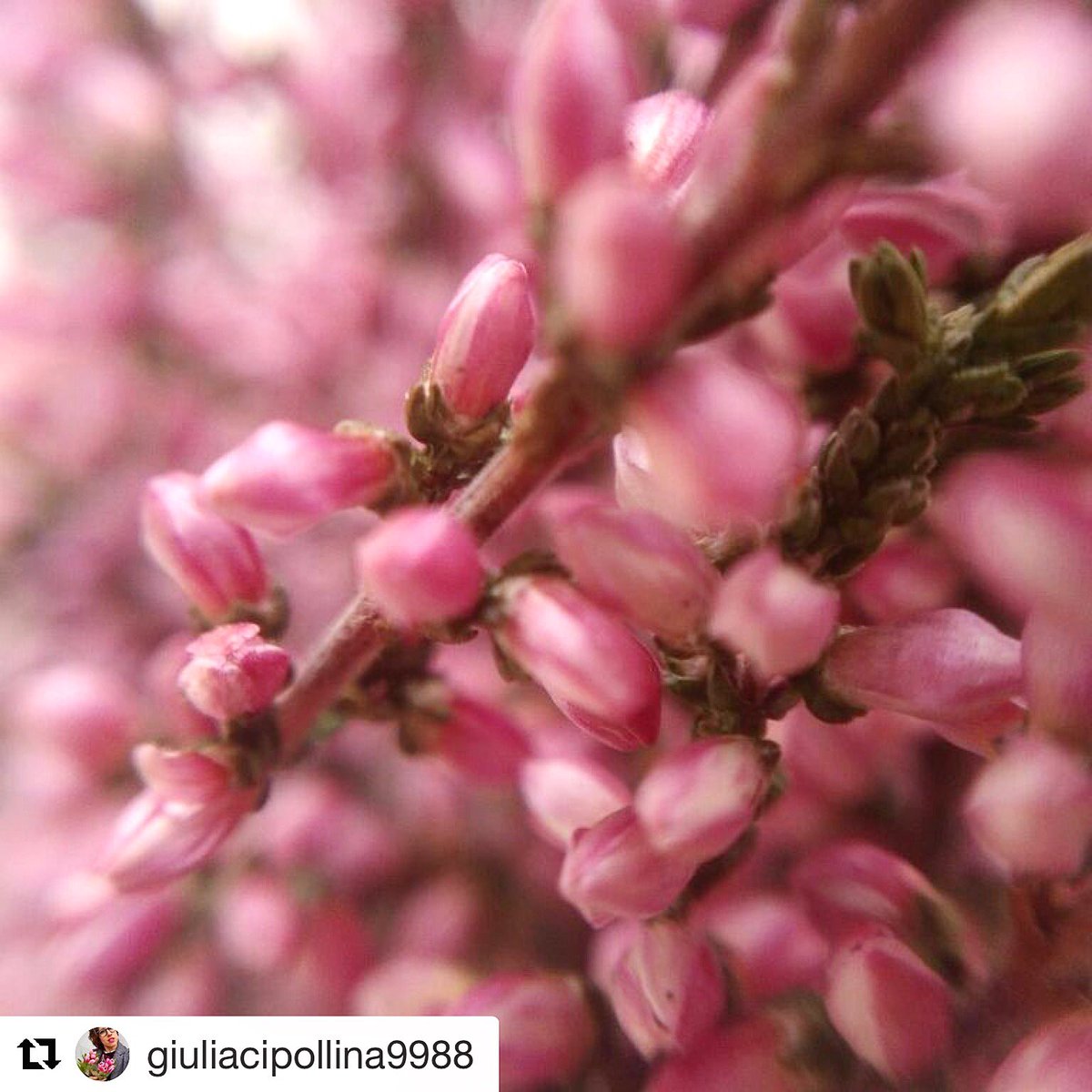 magniband's tweet photo. #Repost @giuliacipollina9988 
・・・
Macro photography with shallow depth of field! #Magniband https://t.co/3y9OIVE2VT