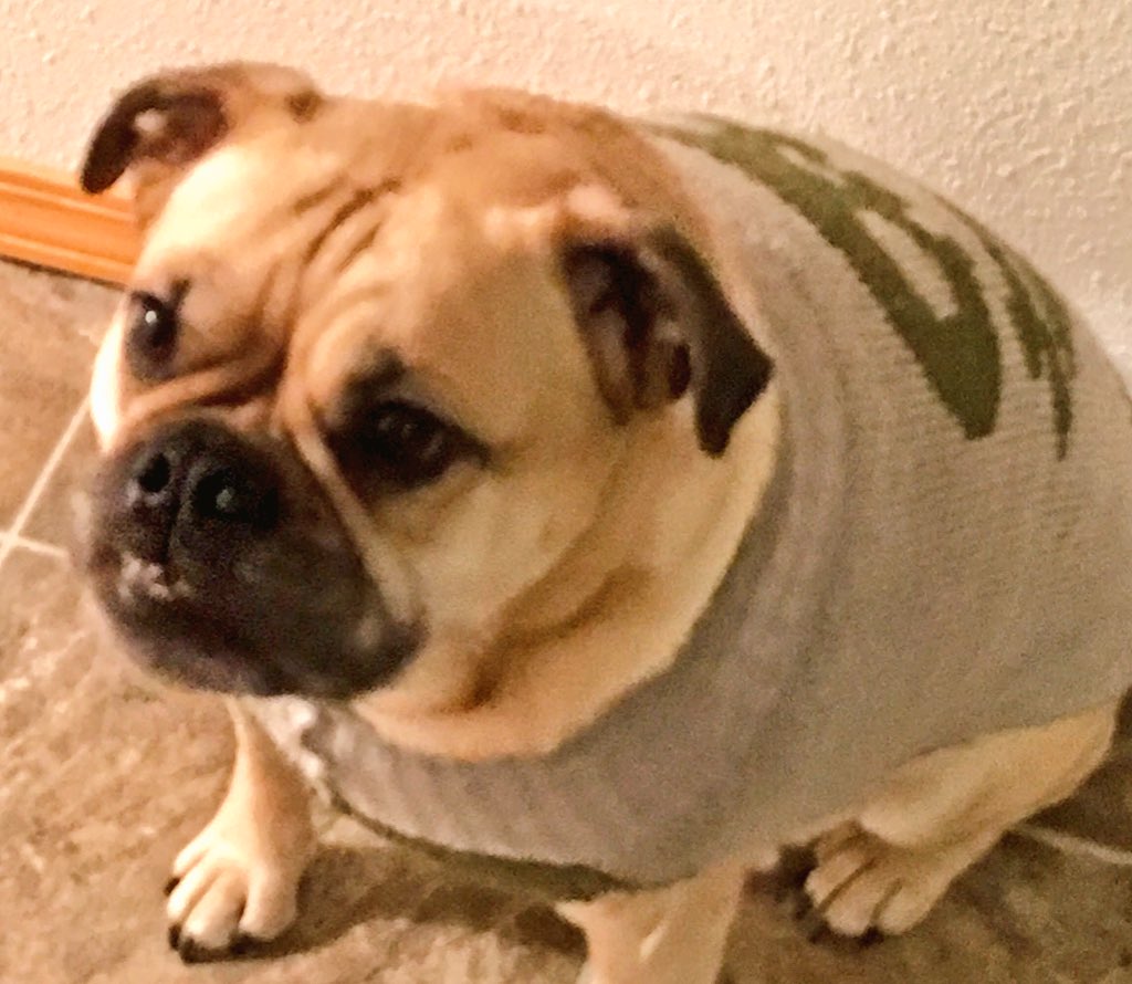 CherryWakeup's tweet photo. #QuestionsFromAnimals Does this sweater make me look fat? https://t.co/9zSRuMz11M
