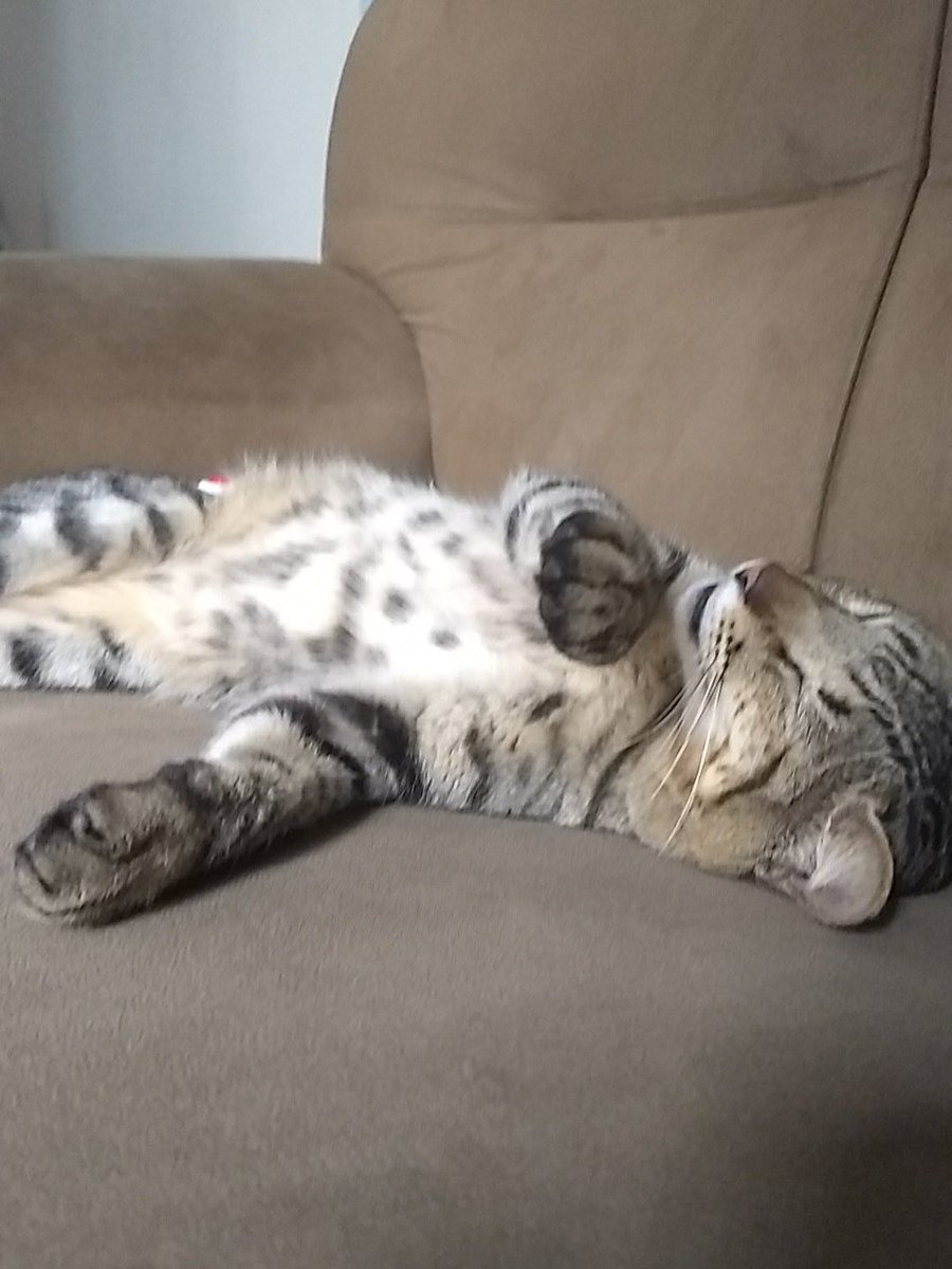 FdpSou's tweet photo. Preguiçoso Do Caralho https://t.co/kAnFRWwQZn