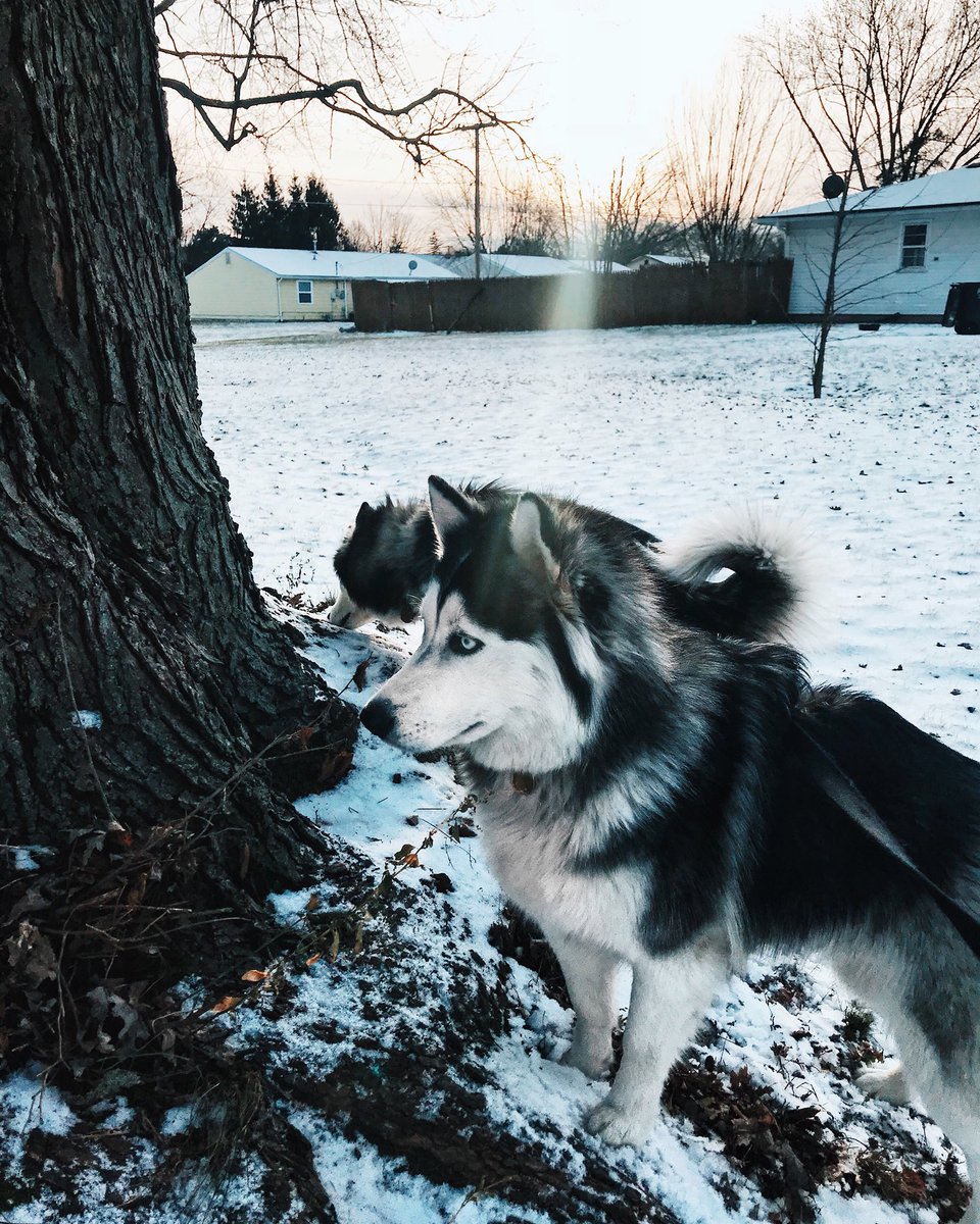 maddiecrousore's tweet photo. Blessing all of you with these baby boys ๐๐๐๐๐๐ #cutehuskies https://t.co/gZoBgqsmlu