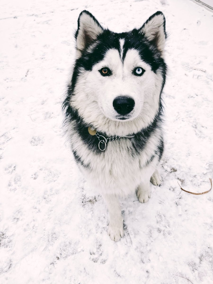 maddiecrousore's tweet photo. Blessing all of you with these baby boys ๐๐๐๐๐๐ #cutehuskies https://t.co/gZoBgqsmlu