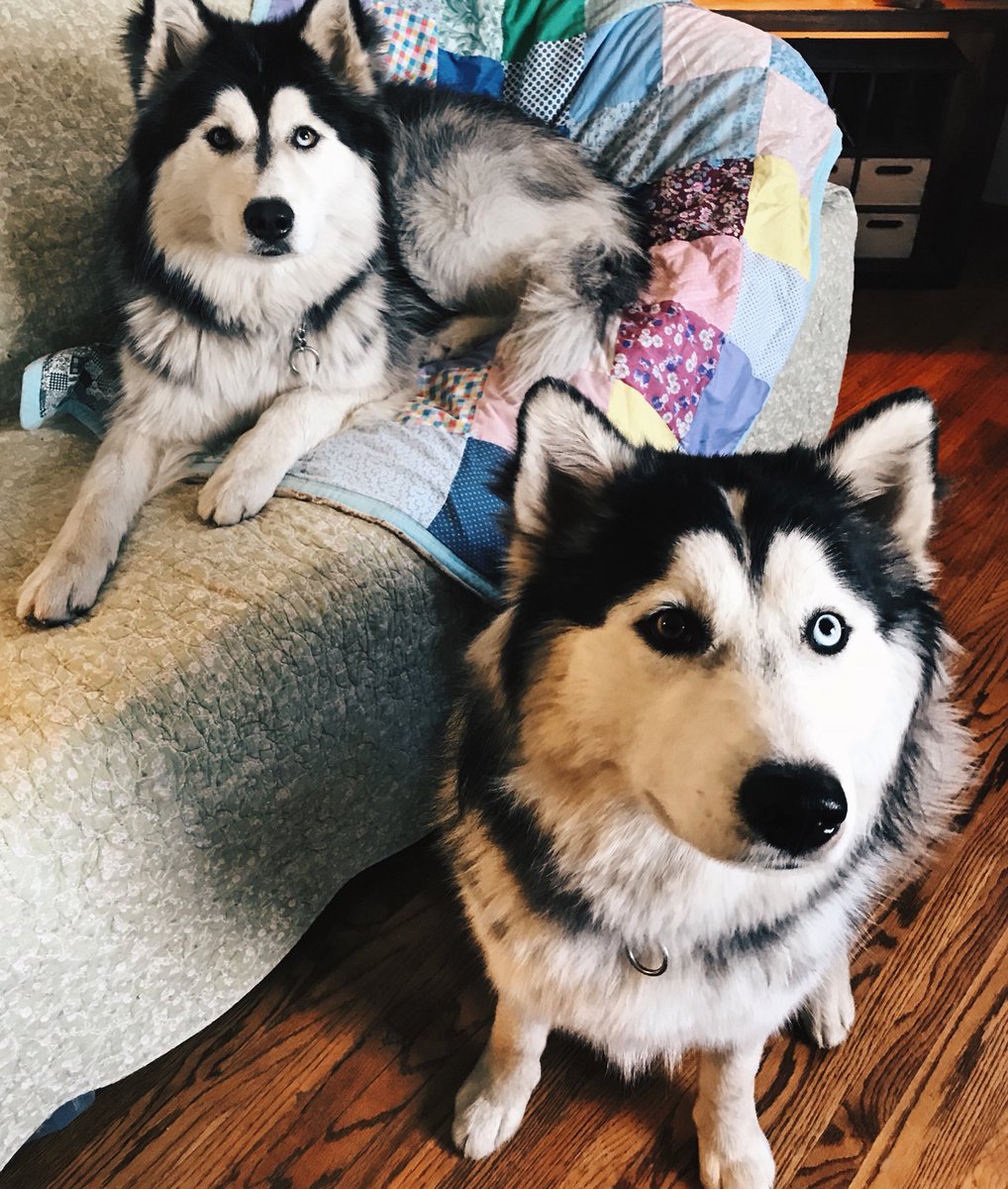 maddiecrousore's tweet photo. Blessing all of you with these baby boys ๐๐๐๐๐๐ #cutehuskies https://t.co/gZoBgqsmlu