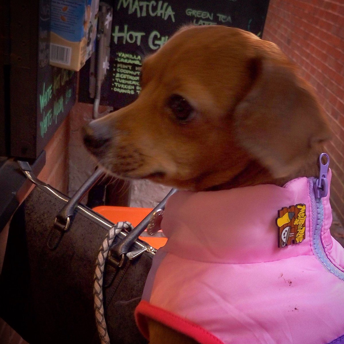melbsinlich's tweet photo. Mrs Pickles visited today for her weekly catch up with the Melbourne Crew. She wears her Melbourne pin on her jacket with style we think...
#dogsofinstagram #cafedogs #lichfield #lichfieldcoffee #coffeetime #coffeelover #coffeedog https://t.co/Fj7aD1npMU