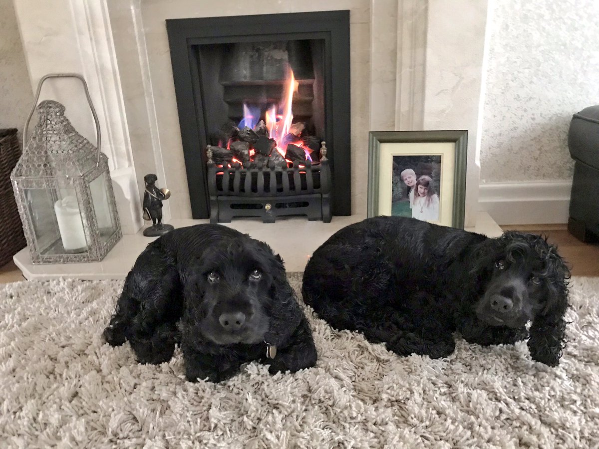 It’s been a busy Saturday with the holiday pooches 🐶🐾💦 all ready for a good chill this evening 😴😴