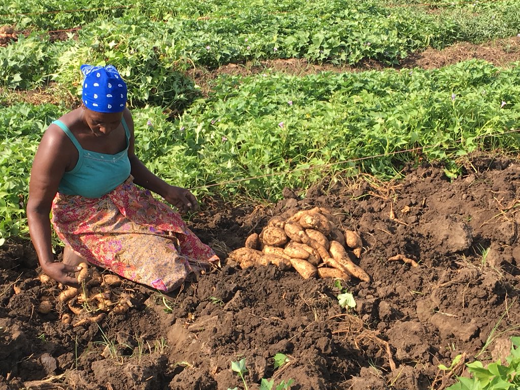 Orange-fleshed sweetpotato is a girl’s best friend #OFSP #Maputo #Mozambique #harvest2018