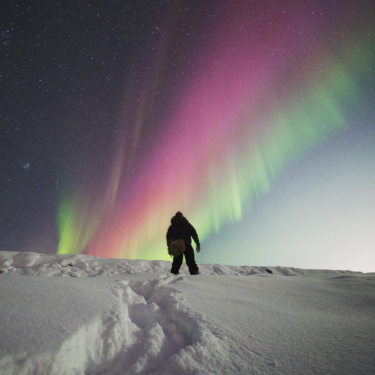 AdamHillPhoto's tweet photo. A stroll under the #NorthernLights. #aurora #exploreCanada https://t.co/0n8pJF1ToH