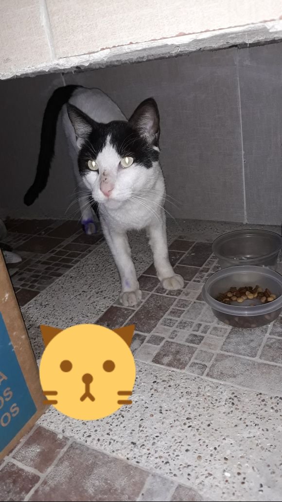 mafer_c_r's tweet photo. El lunes se va de la clínica y no tiene hogar😭😭😭😭. Ayúdanos a conseguirle uno!! @TEAFundacion @gatitosUG @RescateAnimalEC 0998550419 https://t.co/nk0nB4y8Rg