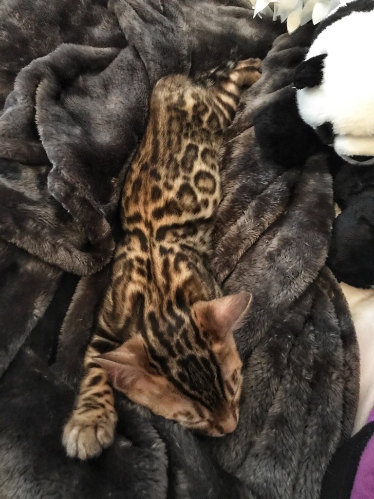 MarieHLaramee's tweet photo. Soooo tired!  #NapTime #JaxsonTheBengal #SpoiledRotten  #BabyBengal #BengalCat https://t.co/9S9czlaXAn