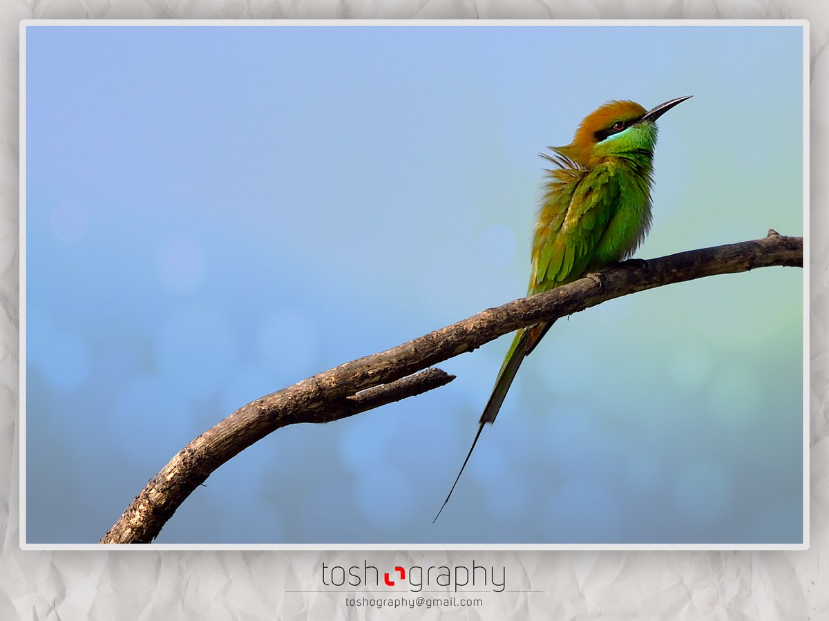 toshtiwari's tweet photo. The Green Bee Eater
Nikon D810
Sigma 150 - 600mm f/5-6.3 DG OS HSM Sports
1/800 sec, f/6.3, ISO 200
#TheGreenBeeEater #MeropsOrientalis #Animalia #Chordata #Aves #Coraciiformes #Meropidae #Merops #instabird #birdy #beak #birdman #wing #birdsofinstagram #instagramanet https://t.co/6MuSt9W5yZ