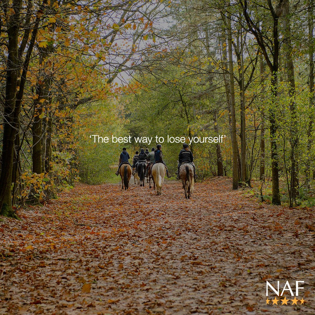 Long, beautiful hacks are the best form of therapy! Where do you like to venture with your horse?