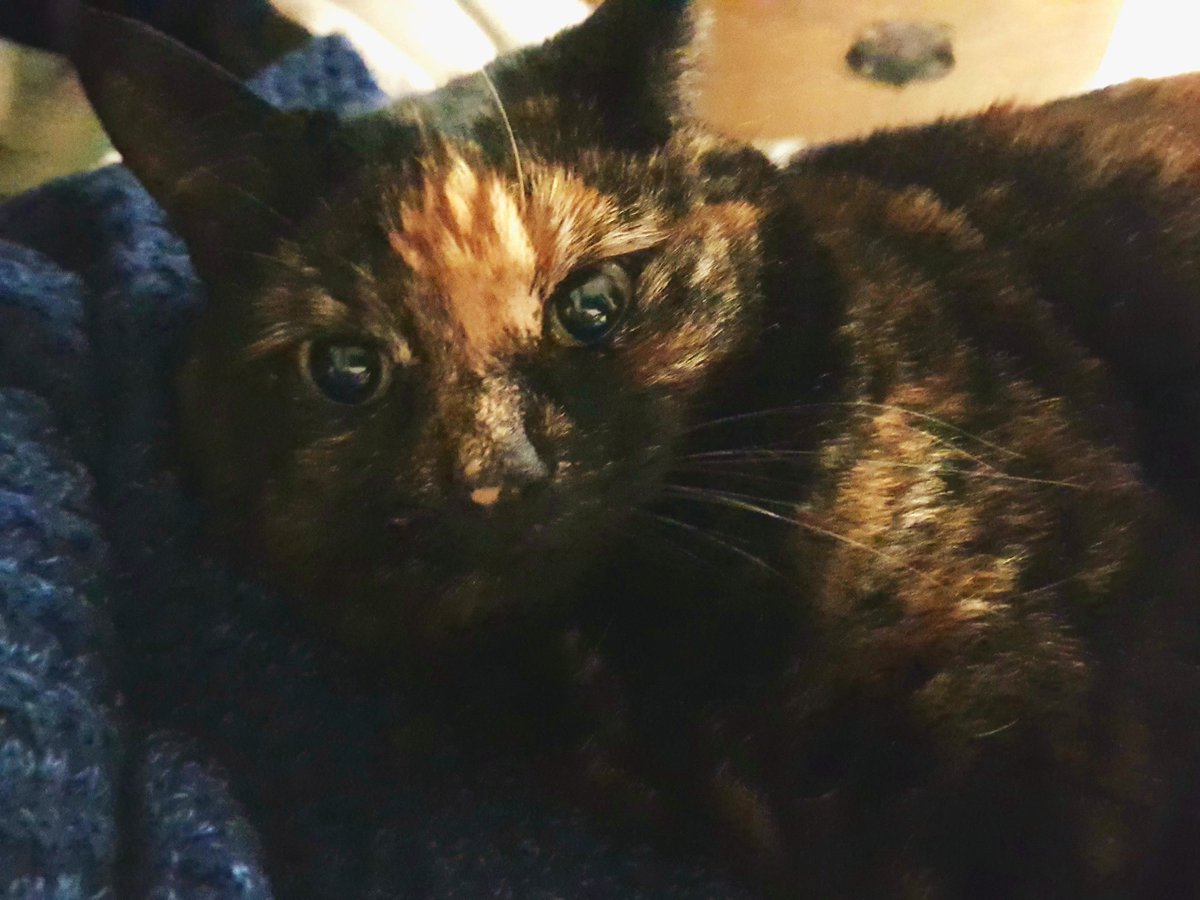 killerqueenco's tweet photo. Happy #Caturday evening X

#CatsOfTwitter #cats #catsofinstagram #CatsCountdown https://t.co/yJtL9Phntv