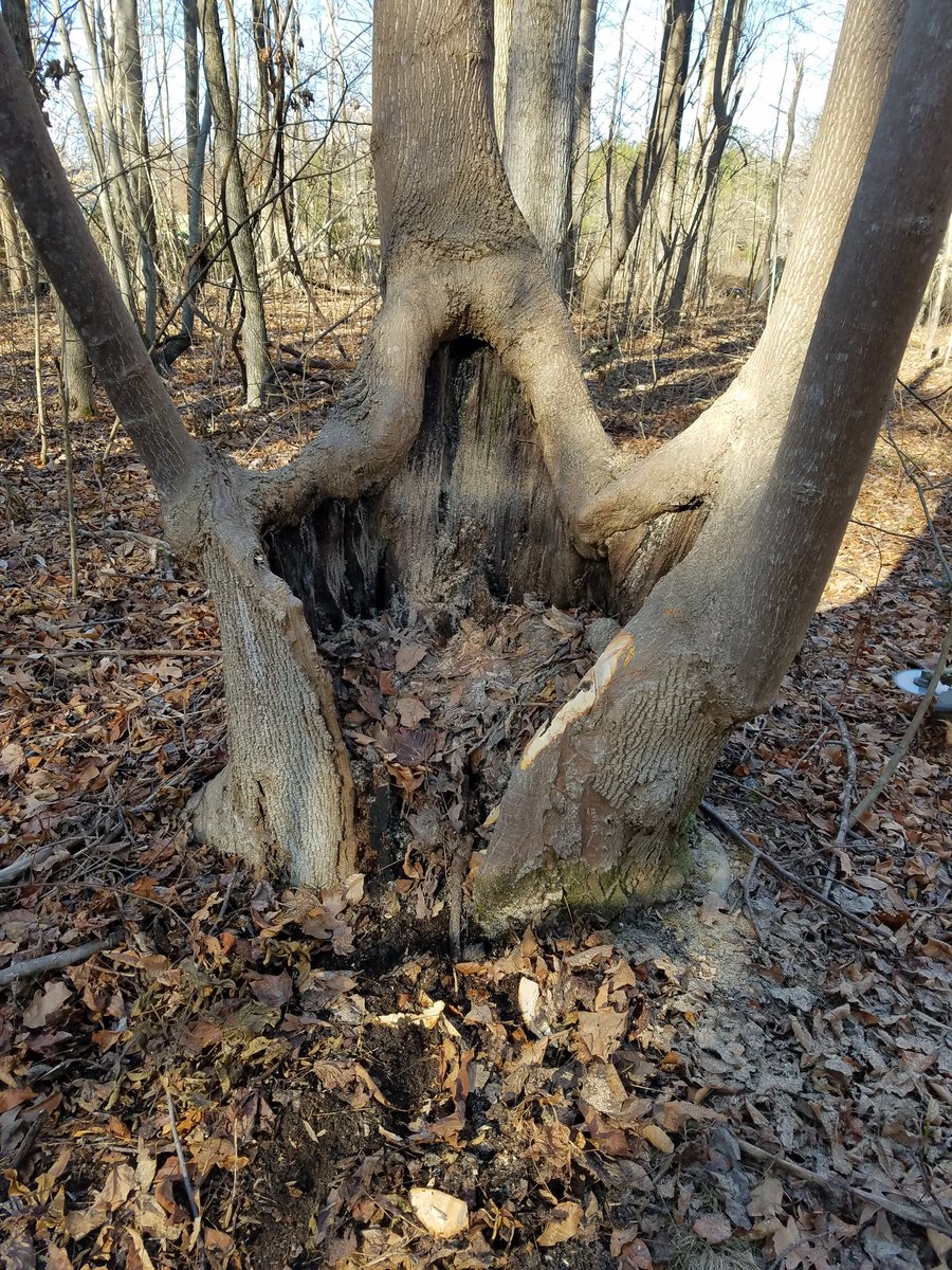 trapper831's tweet photo. #mothernature new id get a little tired and had this awesome chair waiting for me. https://t.co/AvtpylKUCU