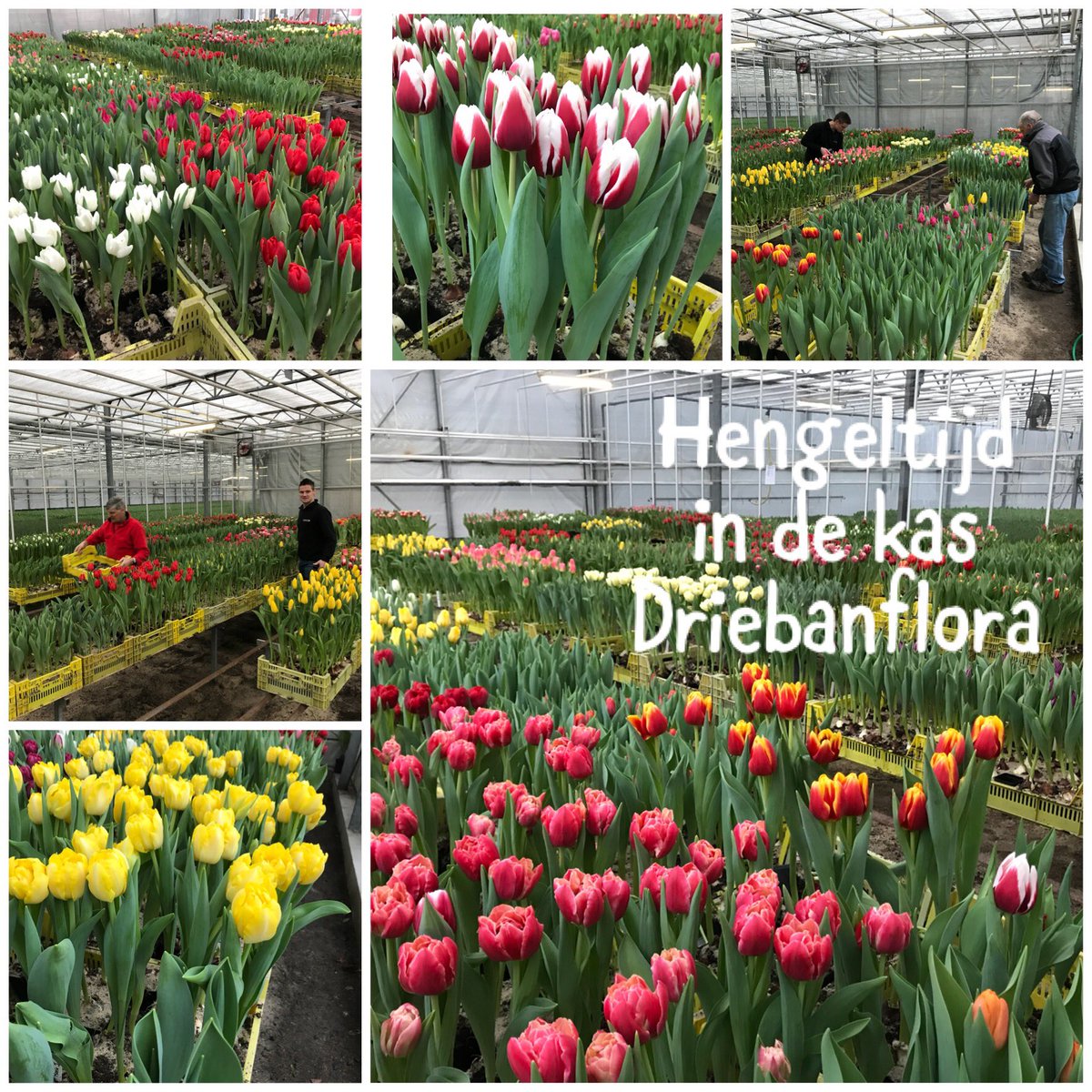 Pietvriend's tweet photo. De #tulpen doen het goed voor de #driebanflora Venhuizen van 8 t/m 11 februari. https://t.co/spSC9xgu3T