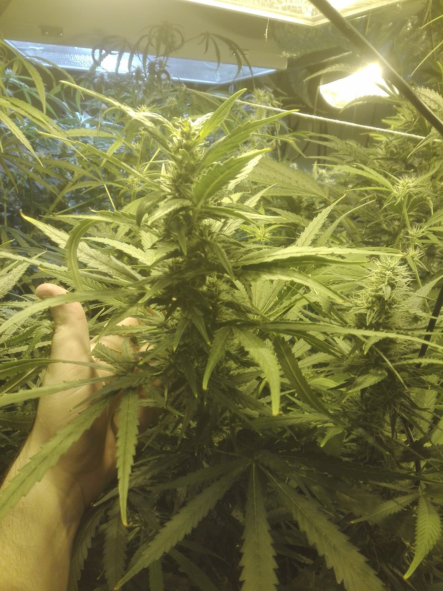 OrgaNack's tweet photo. I stand 1.82m tall. This is what I walk into my room at eye level. Ladies making a man feel short. No Joke! The flow pipes stand at 300mm. +250 ladies. #hydroponics #cannabis #Relegalize #Weed #RoyalCheese #FastFlower https://t.co/83RTyv7CDv