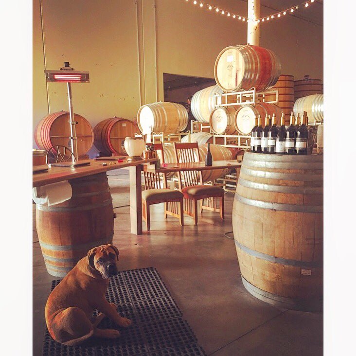 RussellVine1981's tweet photo. Cellar Rats are out of town again, but Tim, Alisha, and Woody are filling in. Come see them this weekend! #tastingweekend #bullmastiffpuppy #rabbitridgewinery https://t.co/cwD1BB8HfG