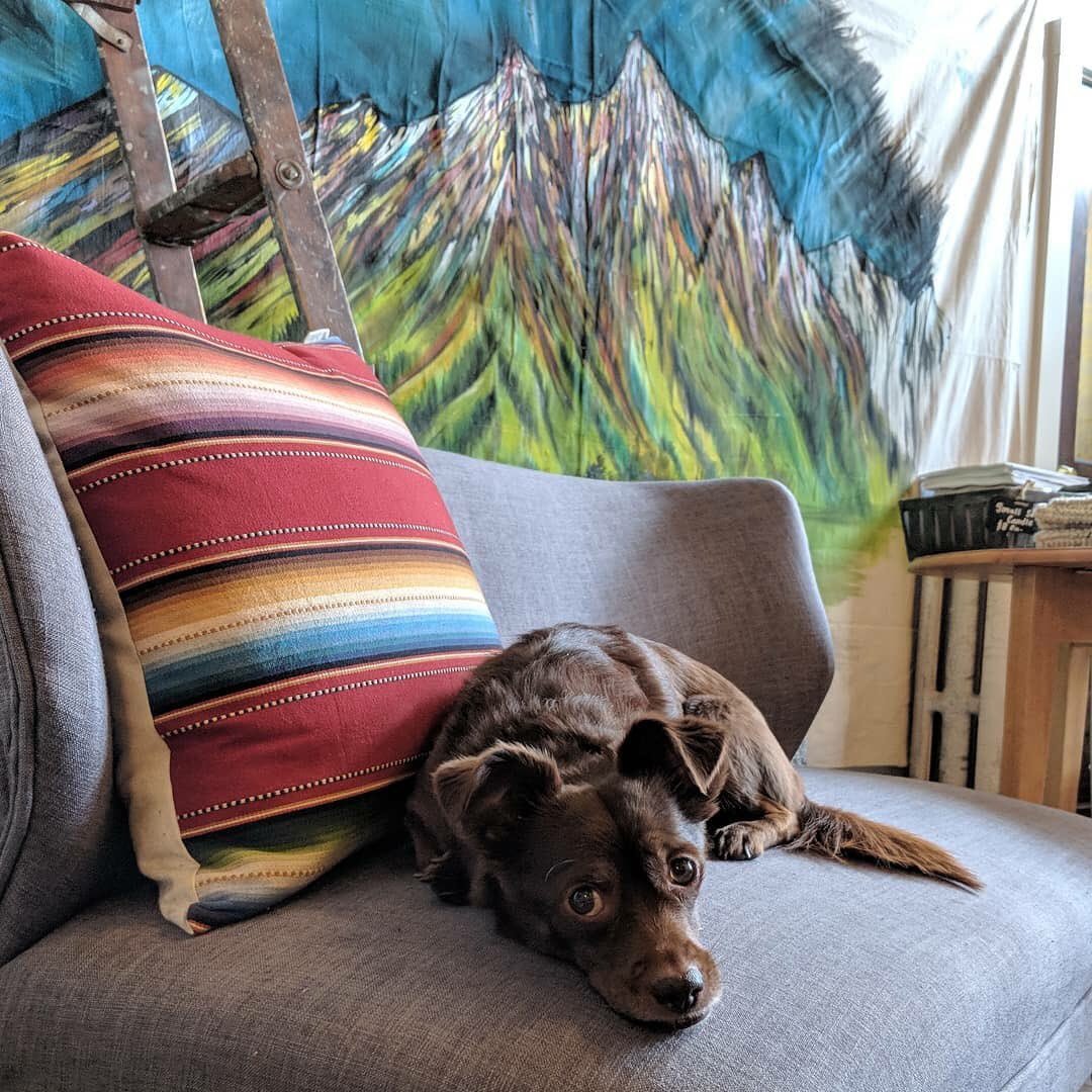 The shop wouldn't be the same without this pup. ❤️ Come say hi if you're in Northern Colorado! He loves making new friends.
