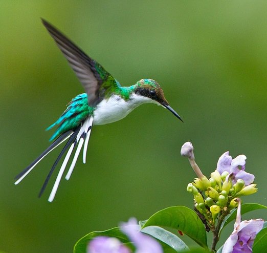 World birds on Twitter: "Black-Eared Fairy (Heliothryx aurita) #painting #art https://t.co/CMlDUX47Hw" / Twitter