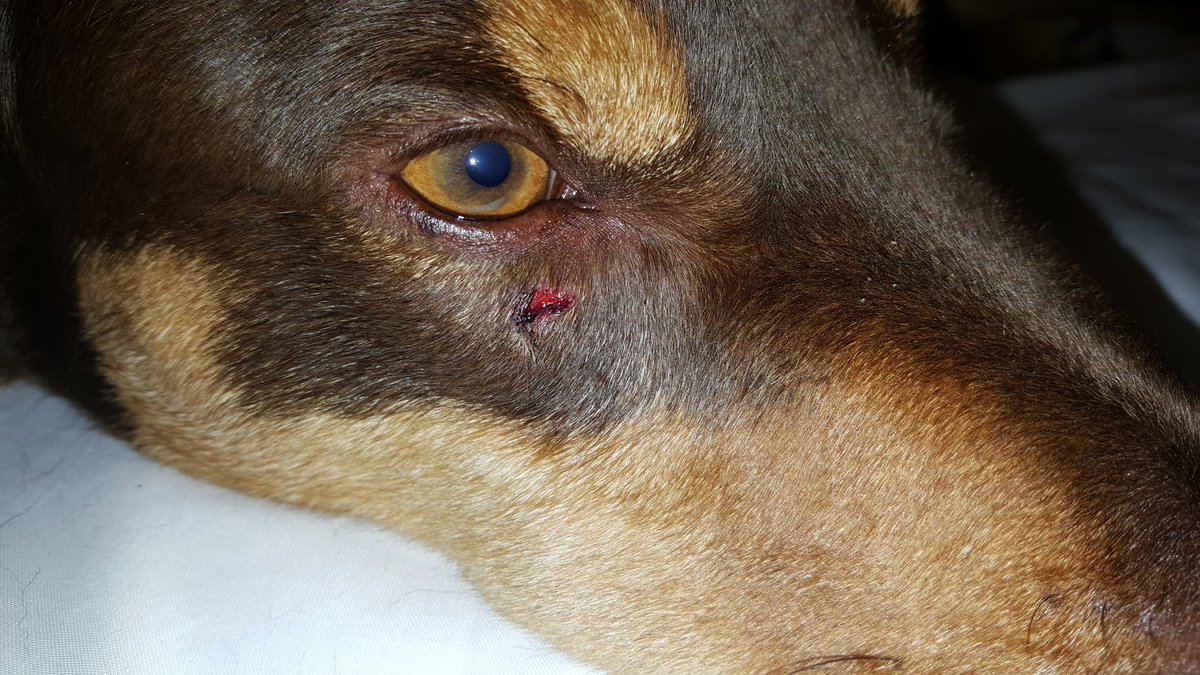 Being_Jasper's tweet photo. January Diary: 21st Jan stab my right cheek playing ball. Prob stuffing my head in places to get my ball
#DogInjuries https://t.co/KV9BSivS3P
