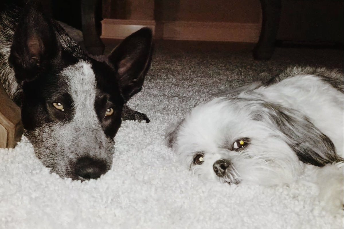 Dorian A. Kelton tweet media