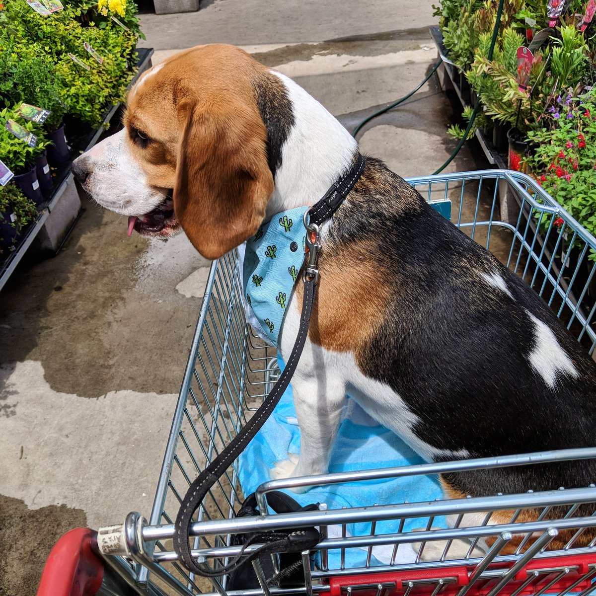 beaglesmalls's tweet photo. FUNNINGS! #bunnings https://t.co/aQEmkP54bB
