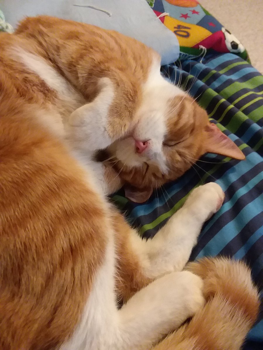 MatterMastermin's tweet image. Wow 
Look at that cat

That's one whole meal right there