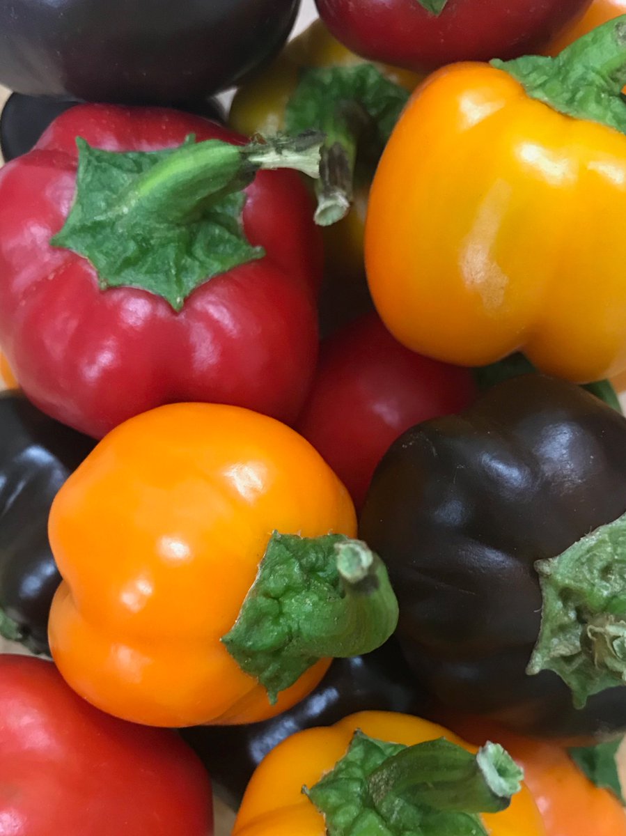 The sweetest micro Bell Peppers #Chefs adorable but have all the character and flavour to make plates pop. In season now at AMJ