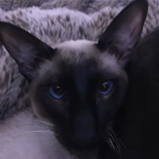 LauraEdin's tweet photo. Gorgeous George #catsofscotland #catofinstagram #catsofblackhall #catsofedinburgh #sealpointsiamese https://t.co/23jwm6yADu https://t.co/fCeFNShQAR