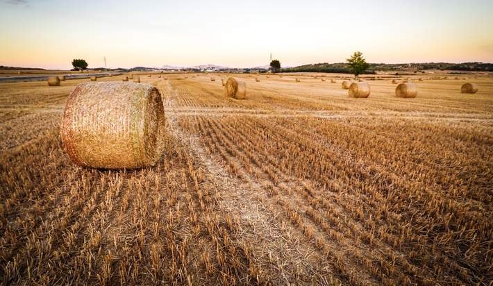 не убранные поля