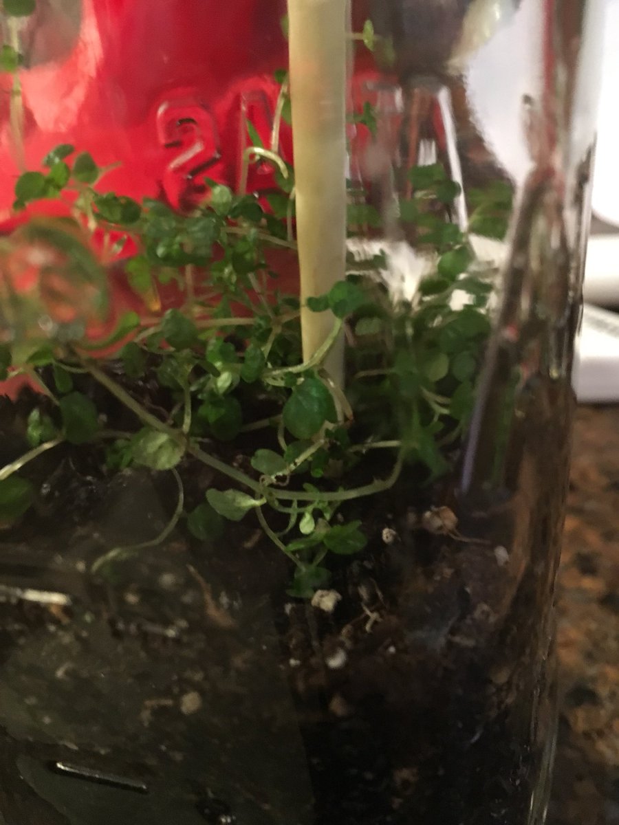 ClassPietsch's tweet image. It all starts Tuesday.  Remember your jar!