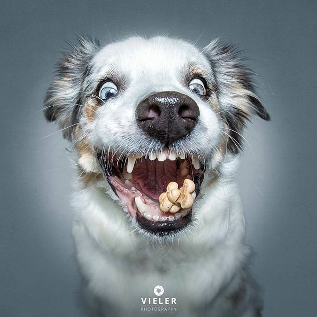 EvaDogcom's tweet photo. Caught in the action ! ππ π·β‘ @vieler.photography
#dog #australianshepherd #australianshepherdsofinstagram #aussie #dogscatchingtreats #dogphotography https://t.co/PWLrtxTYr4