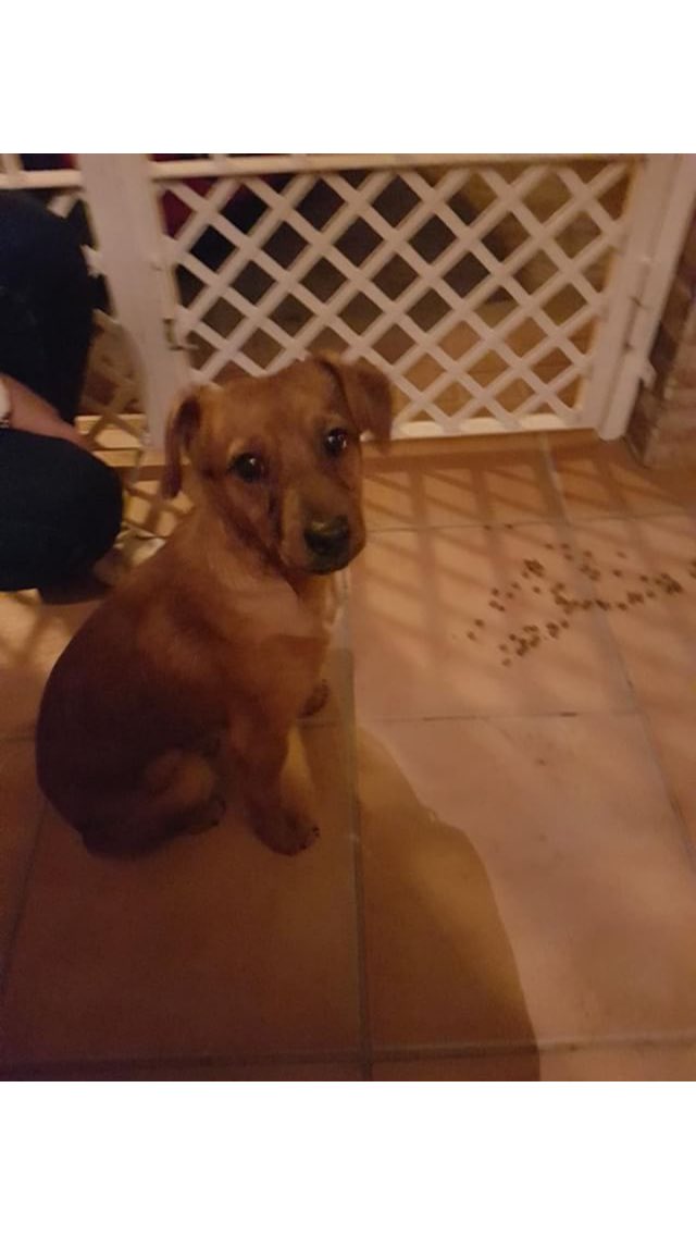 resc_animal_gr's tweet photo. 🆘Acogida urgente🆘 Esta en la calle y necesita acogida para poder sacarlo de la calle y comenzar a buscarle una familia. Ayuda!!! #Granada https://t.co/ONESmgNM2P
