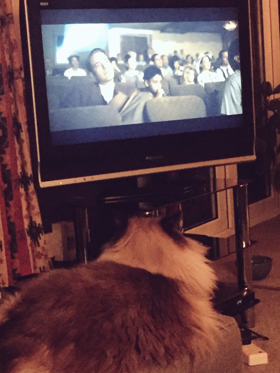 HerculeCat's tweet photo. Watching Live by Night with @BenAffleck - was a good film, but not enough cats. #caturday #catsoftwitter https://t.co/7oNlMMDDiD