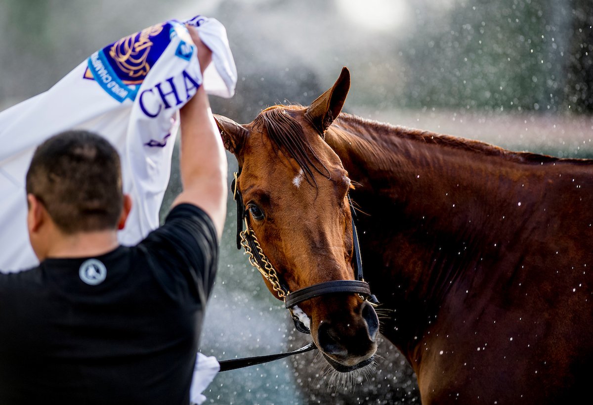 BreedersCup's tweet photo. Cheers 🥂 to an incredible career and a happy retirement Gun Runner. 

Photos: @EclipseSports https://t.co/BW6qAK4BHD