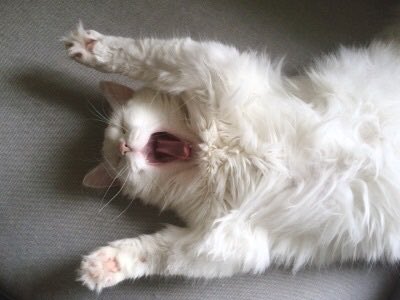 IsisSrpg's tweet photo. Hey new friend ! 

Je vous présente Pluton. https://t.co/bHNYdop9QR
