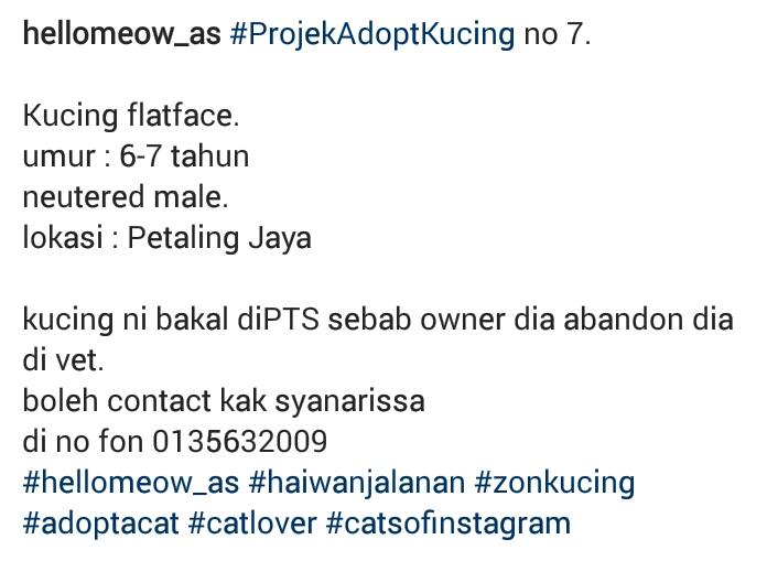 hellomeow_as's tweet photo. #ProjekAdoptKucing no 7.

flatface utk diadopt.
boleh contact no dlm pic ye.

@bujibu_chempel @HaiwanJalanan https://t.co/5Jngqr817a